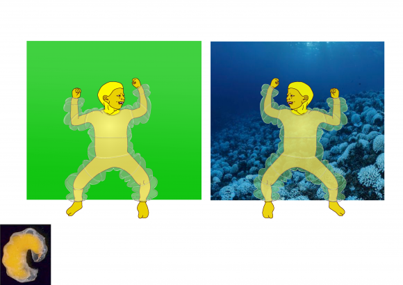 Recherches pour un costume inspiré de la faune marine Polynésienne.