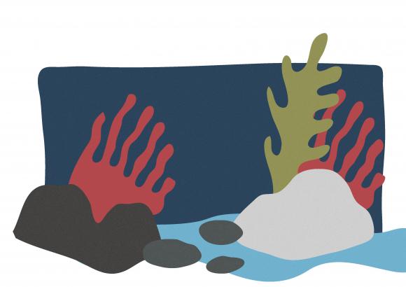 Récifs et vie marine