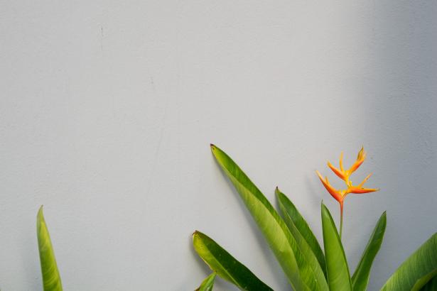 Orange et vert sur fond blanc