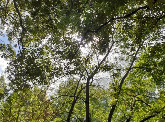 arbres