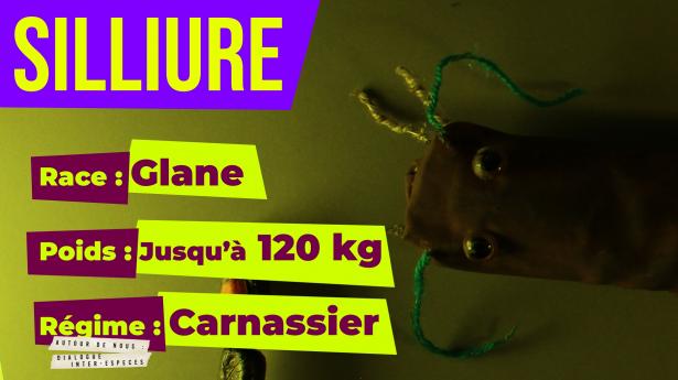 silure 