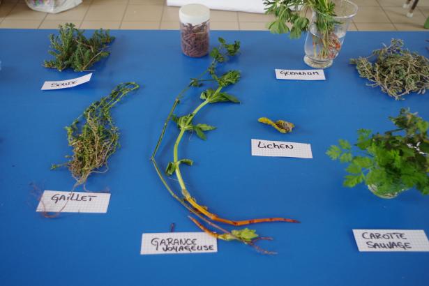Plantes récoltées