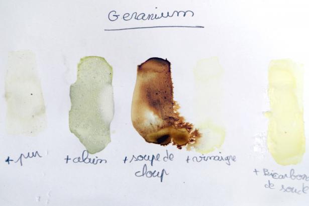 Géranium