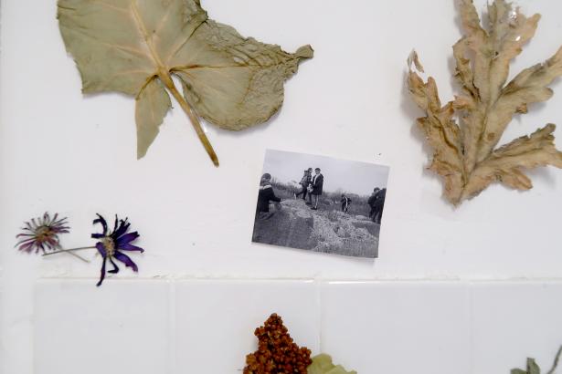 Herbier