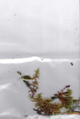 Collecte forestière
