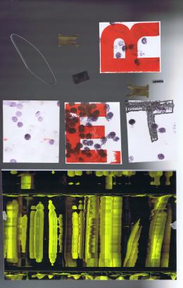 jonquilles lettres monotypes