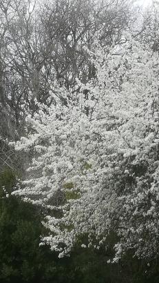 Printemps