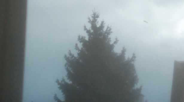 Courte vidéo d'un arbre qui tremble - Metz