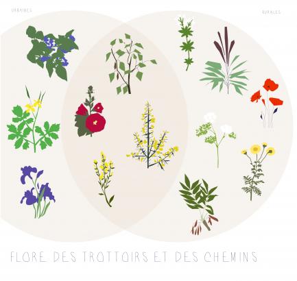 Dessin indiquant certaines plantes présentes sur le territoire du Grand-Ouest selon un milieu urbain ou rural. 
