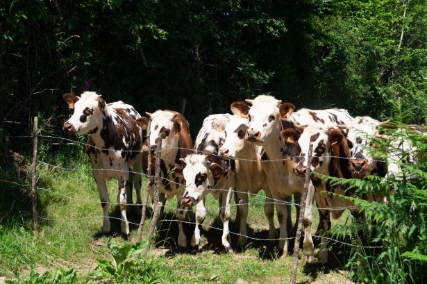 Vaches curieuses