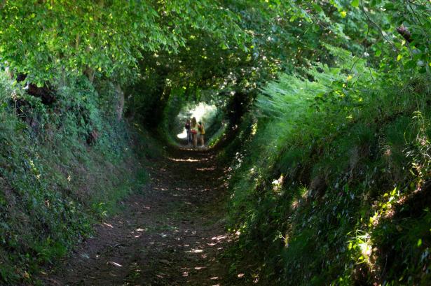 Le tunnel dans le bois