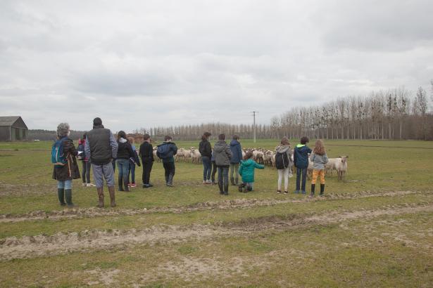 Observation des moutons