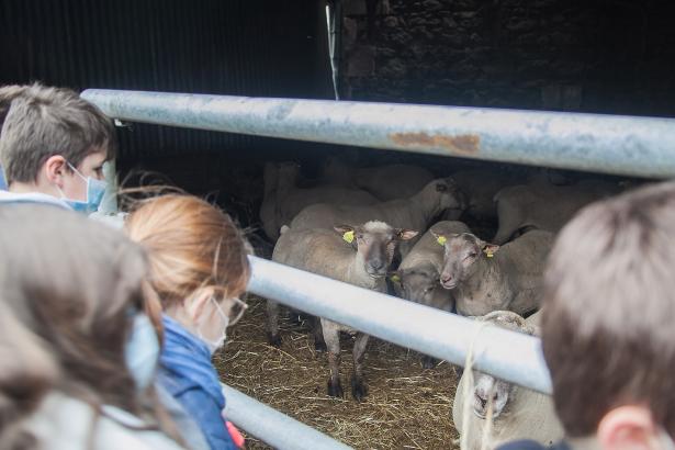 Observation des moutons