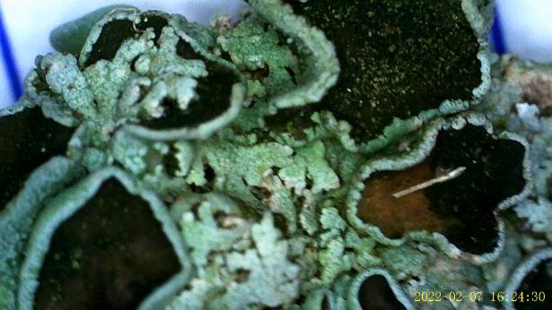 Observations aux microscopes