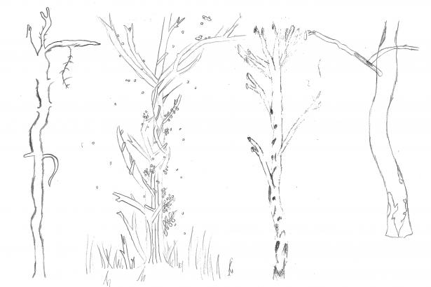 Dessins arbres