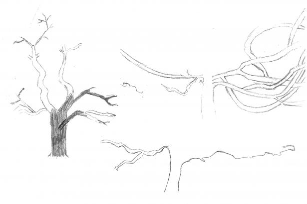 Dessins arbres