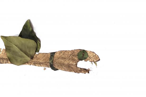 Serpent de lierre