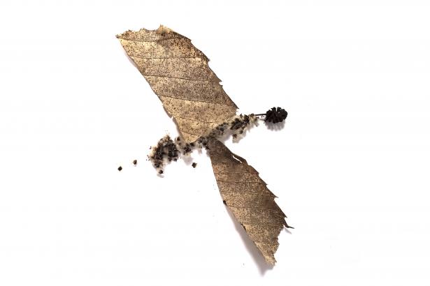 Serpent de feuille