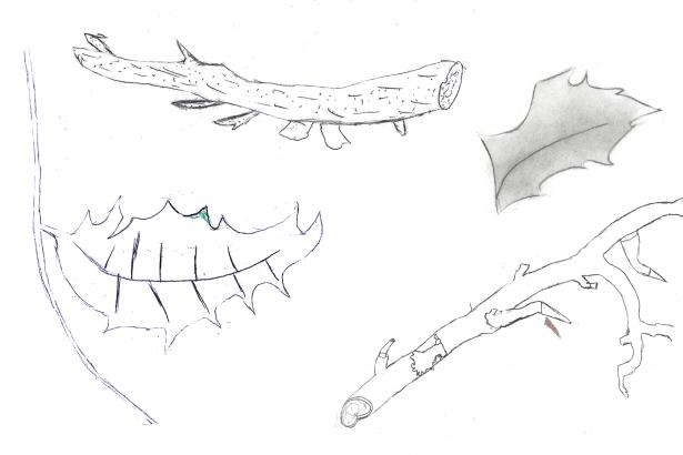 Dessins de feuilles et branches