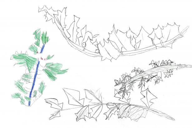 Dessins de houx
