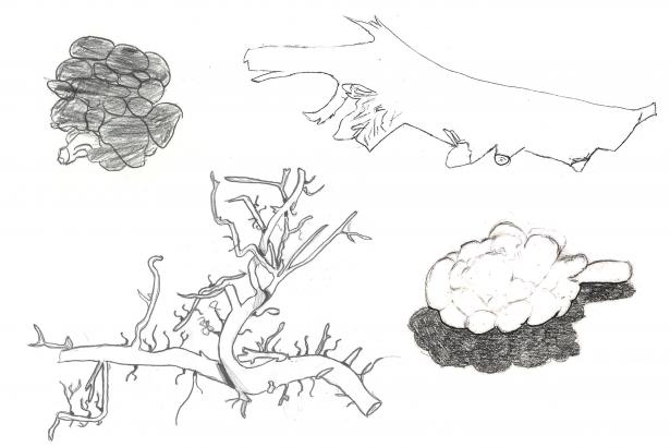 Dessins branches et brocoli