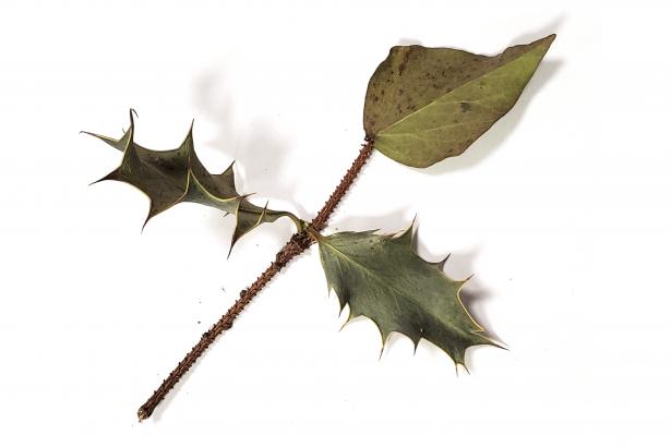 Serpent de houx