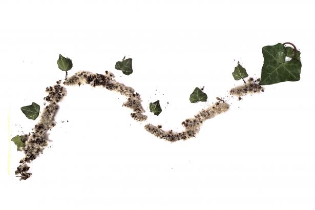 Serpent de chatons