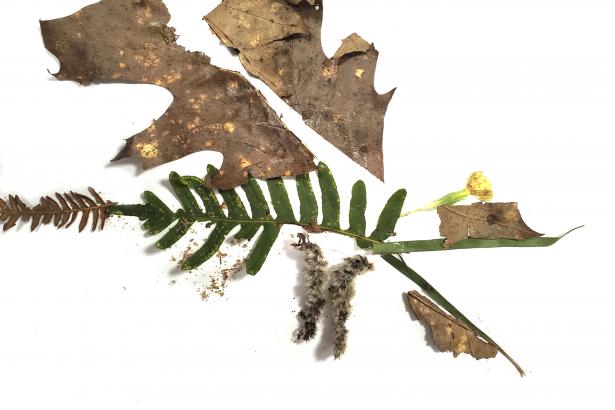 Serpent de feuilles