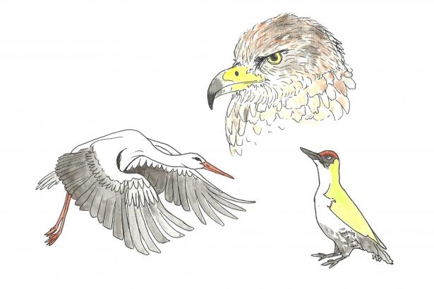 Dessins cigogne buse pic-vert