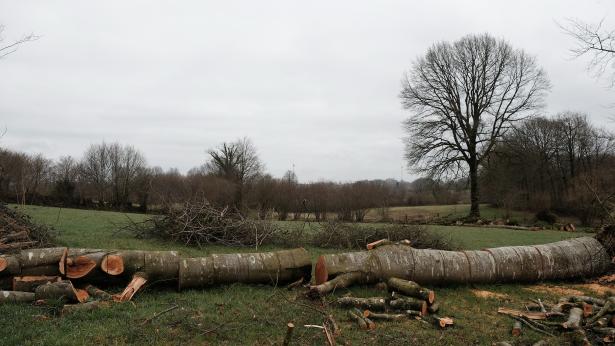 derrière village potier, après tas de bois