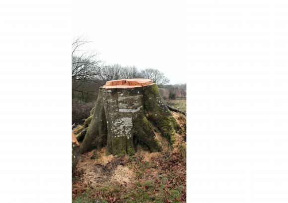 derrière village potier, après tas de bois