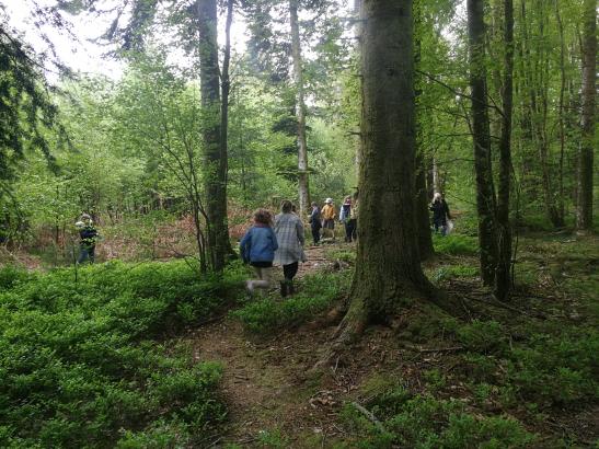 Sortie dans la forêt d'Ecouves, avec les CM1 - CM2