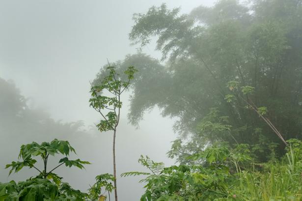 Végétation dans la brume au bord de la route Hubert Delisle, Trois-Bassins.