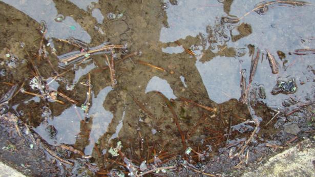Photos prises par les enfants pendant une "chasse au reflet" dans la cour de l'école