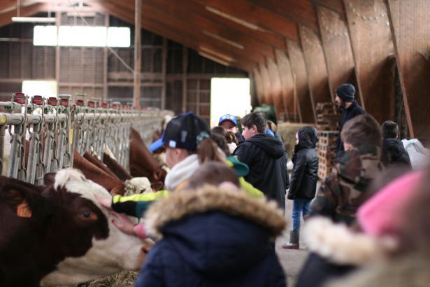 Rendre visite aux vaches