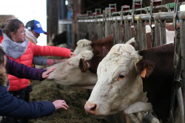 Rendre visite aux vaches