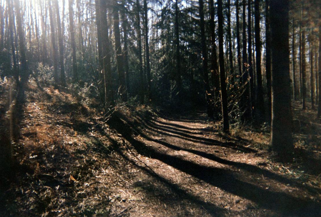 Forêt saint Jean-de-la-motte (©Alyssia&Louise)