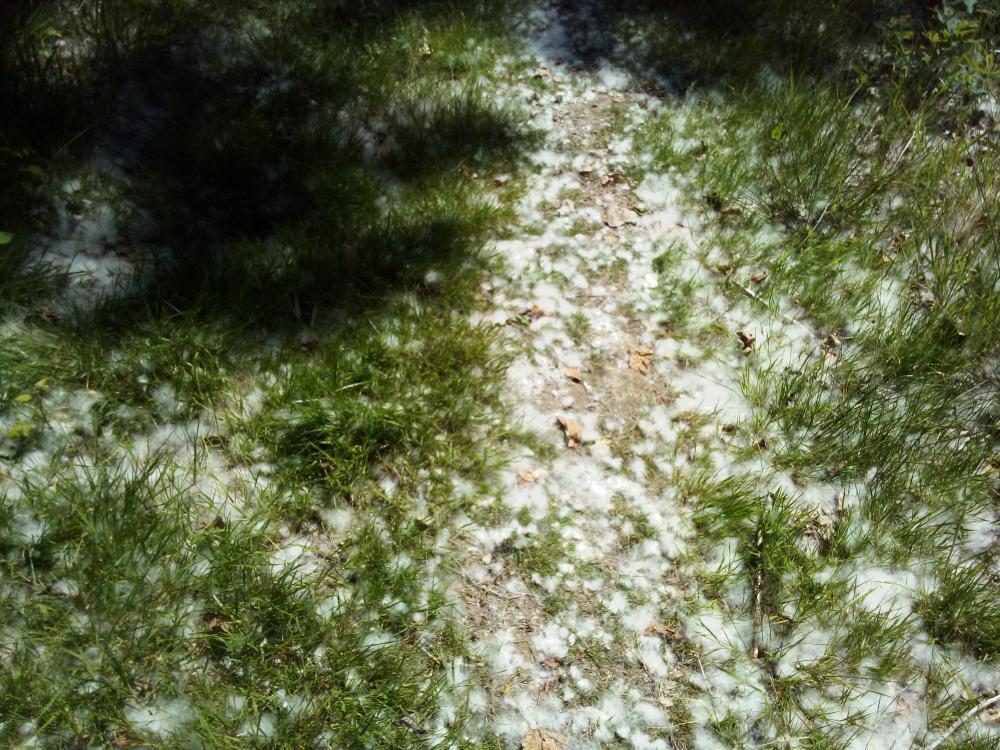 neige 