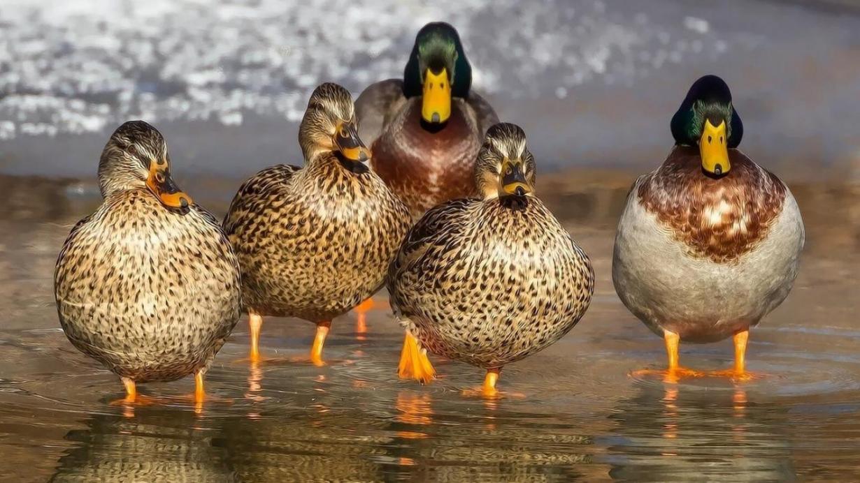 la voix du nord, article sur la disparition des canards de la Sambre, août 2018