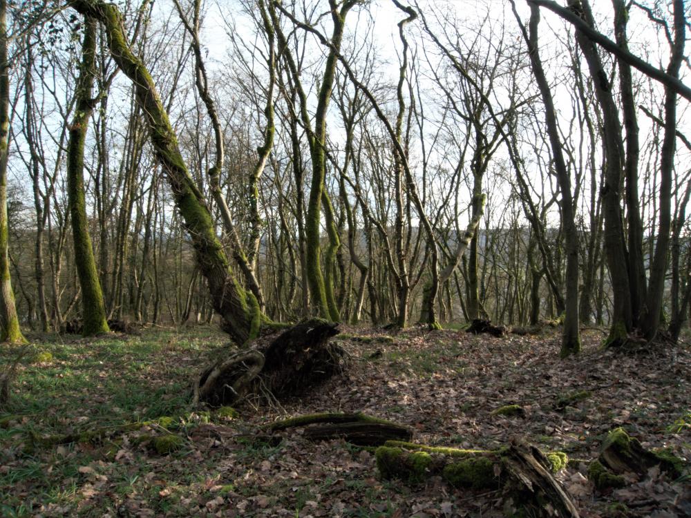 Mont Vireux