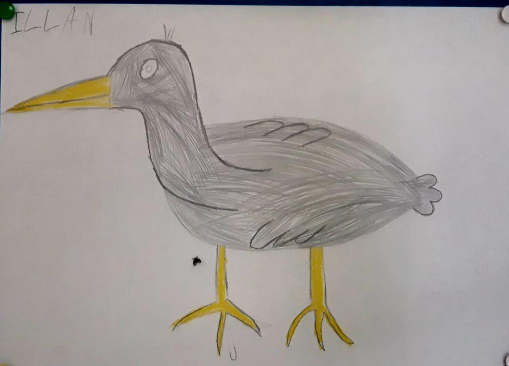 Objet du jour: Dessin du martin-pêcheur fait par Illan. Il s’agit de l’oiseau que nous avions rencontré sur les berges de la rivière d’abord lors de notre sortie et dont iels se sont inspiré.es pour leur histoire et leur musique.