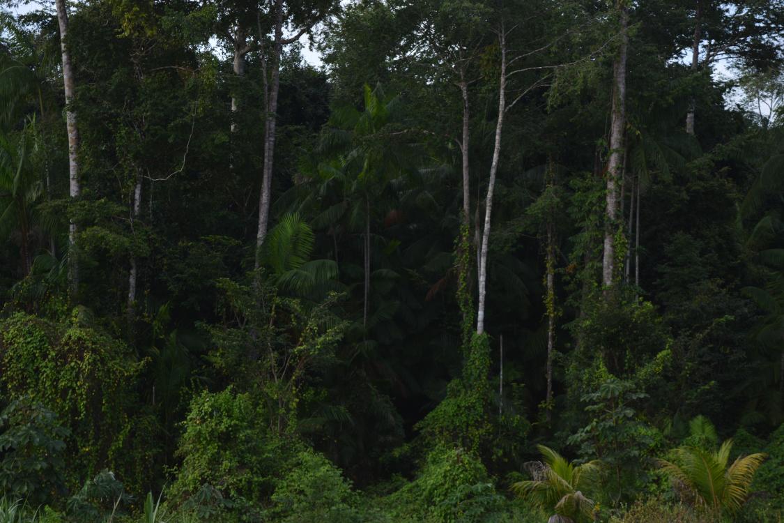 La Jungle