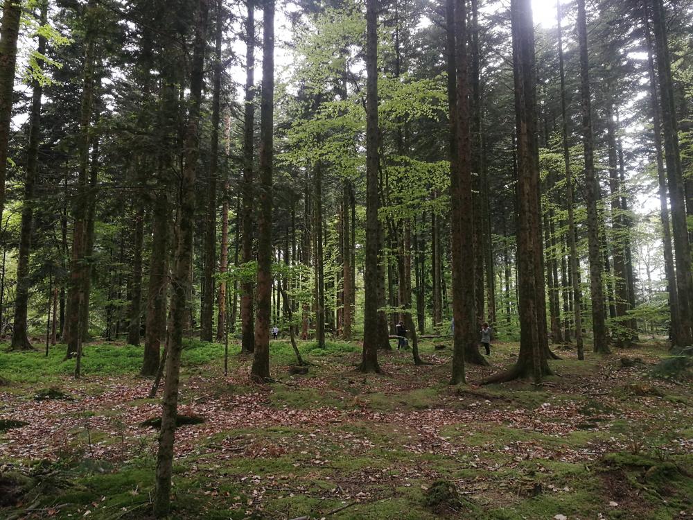 Sortie dans la forêt d'Ecouves, avec les CM1 - CM2