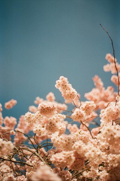 Printemps