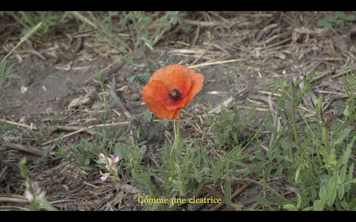 La première fleur qui repousse 