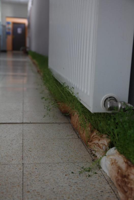 des conditions de germination idéales