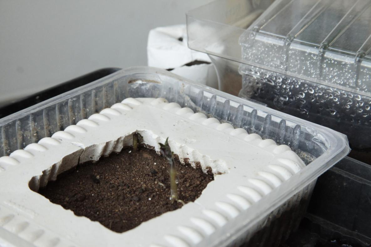 J'ai aussi débuté des expérimentations de reproduction des blisters, avec des moulages en plâtre, qui s'adjoignent aux contraintes que rencontreront les pousses.