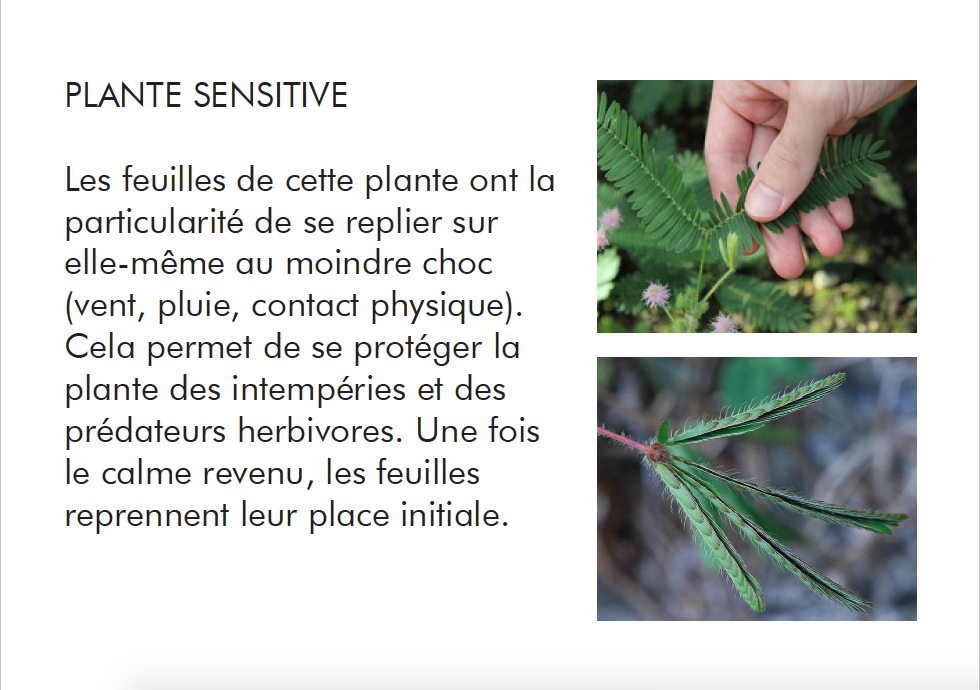 Biomimer la plante senstitive