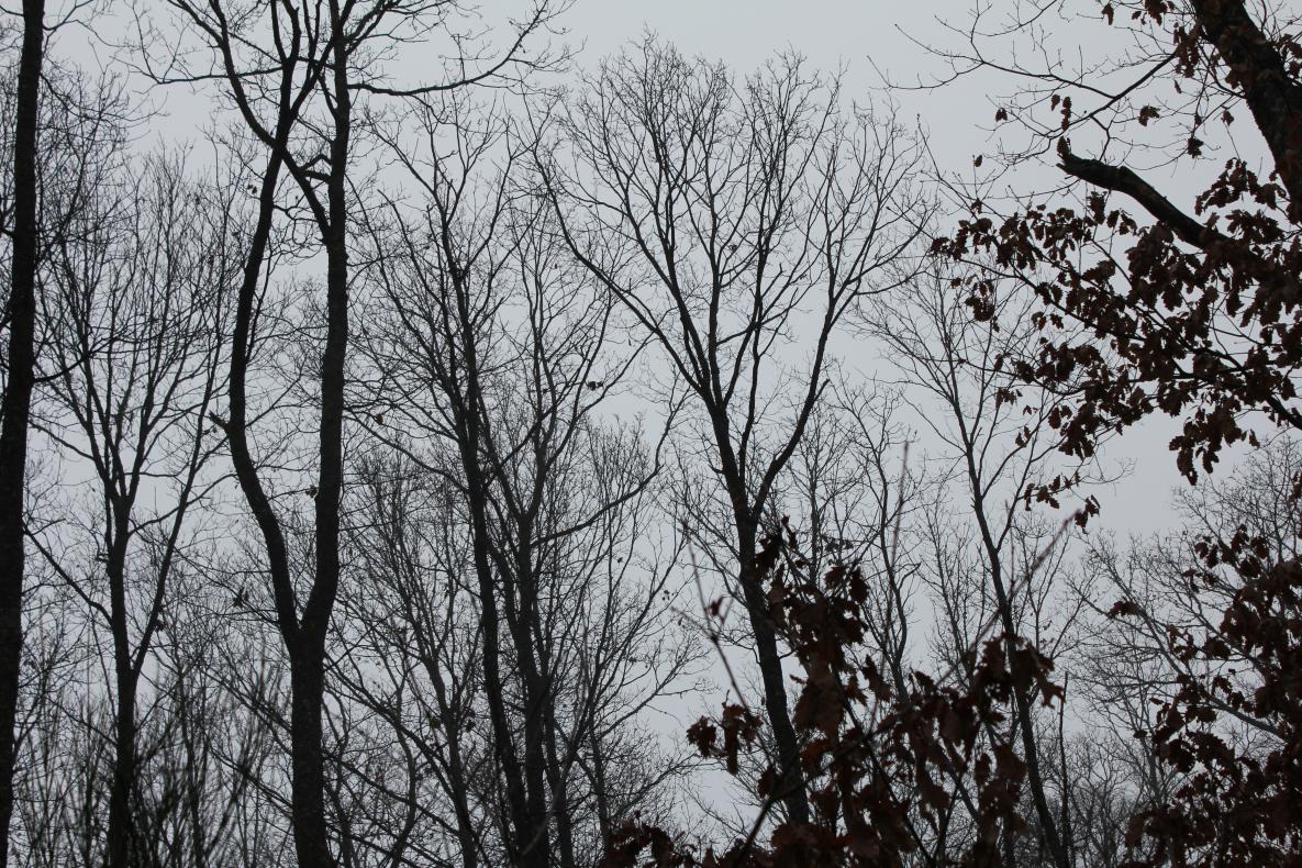 arbres