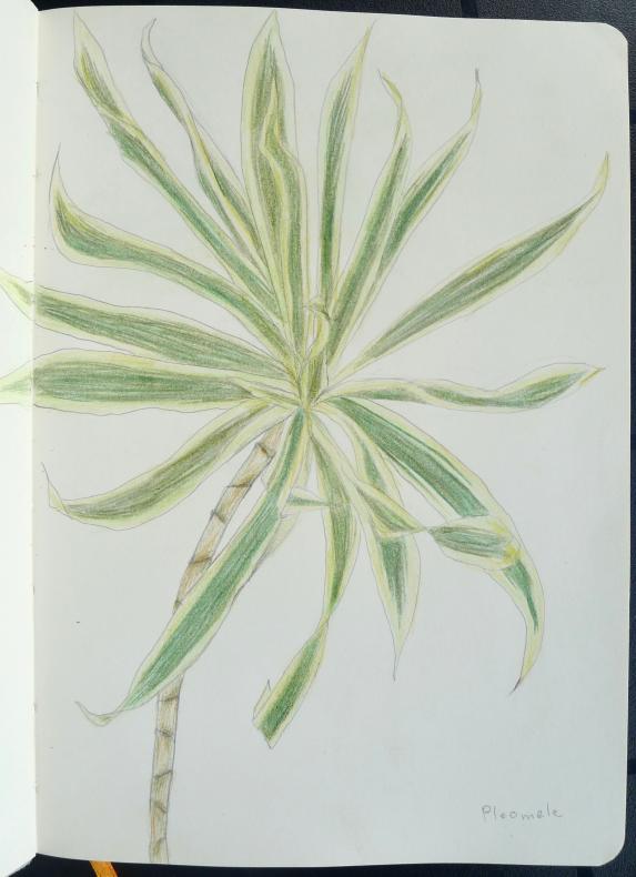 étude de la flore guadeloupéenne